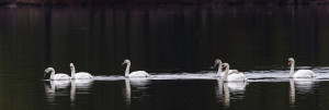 Six Swans a Swimming