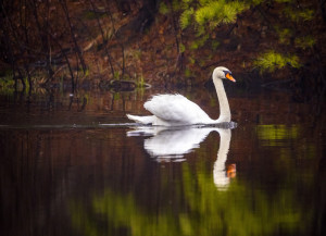 Reflection of The Mute Swan