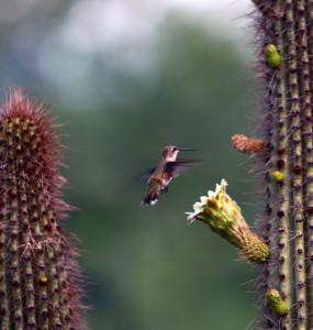 Cactus Flower