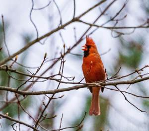 Cardinal