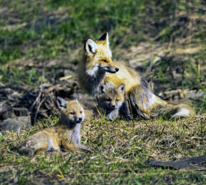 Fox family