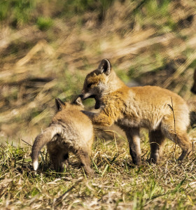 Fox kits play