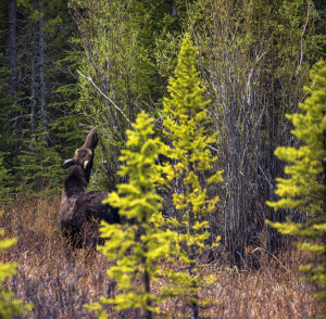 The hungry Moose