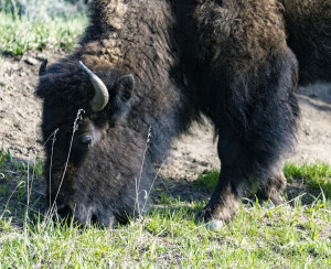 Bison grazing