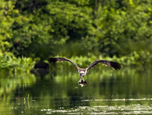 Hungry Osprey