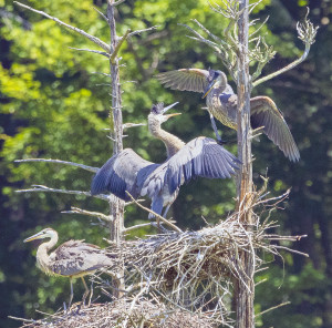 Great Blue Heron crashes the nest