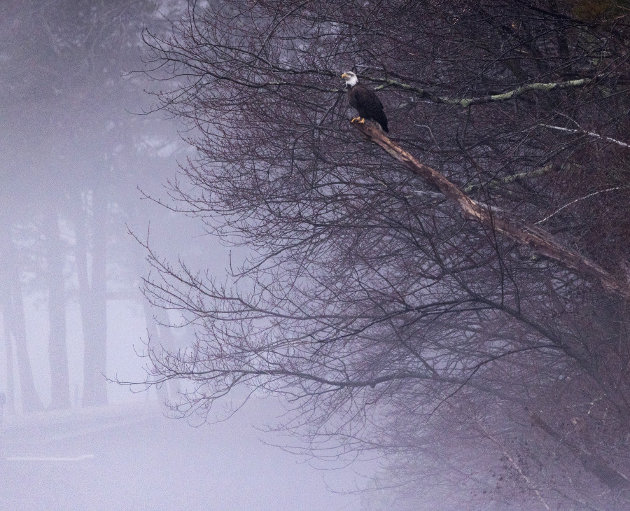 Bald Eagle Perched On a Foggy Branch