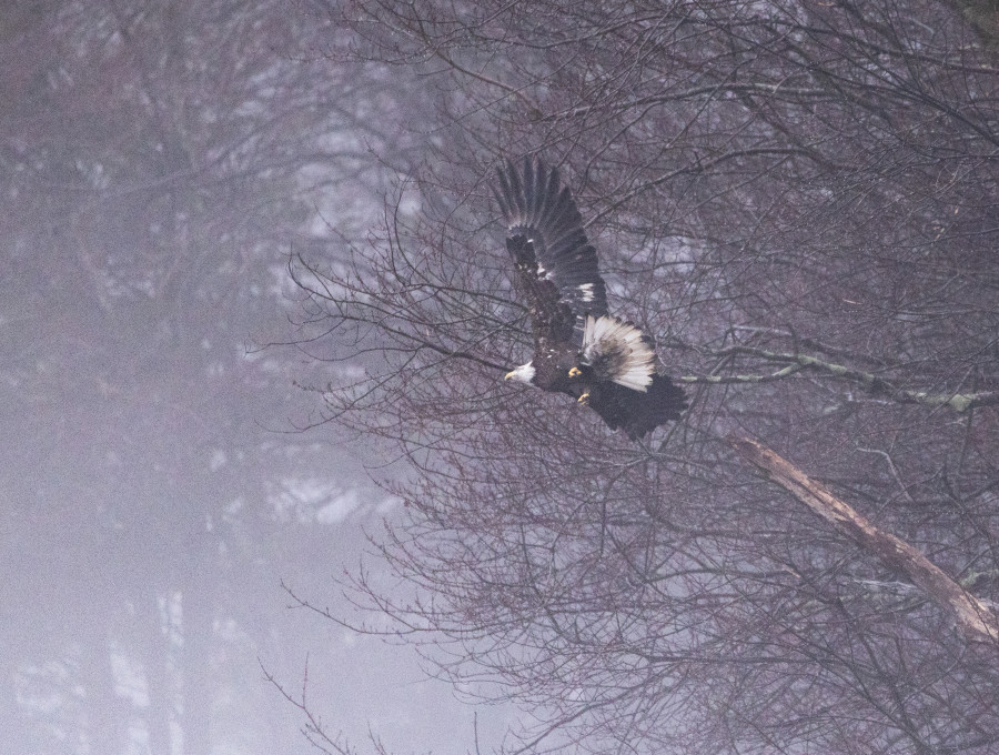 Bald Eagle takes flight