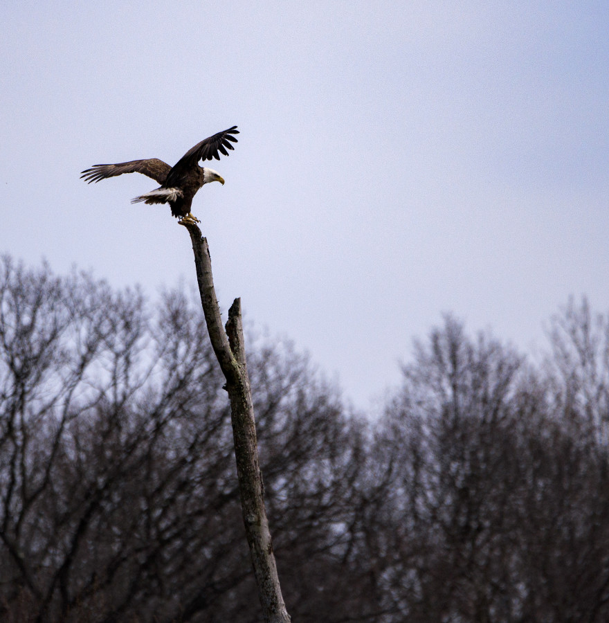 Bald Eagle Landing