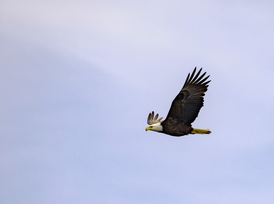 North American Bald Eagle soars high in the sky