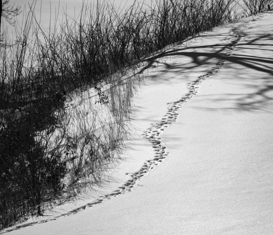 Tracks In The Snow