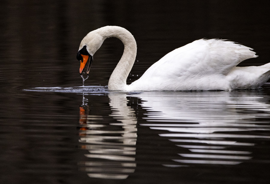 Swan takes a drink