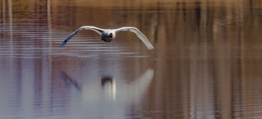 Ripples in it's wake