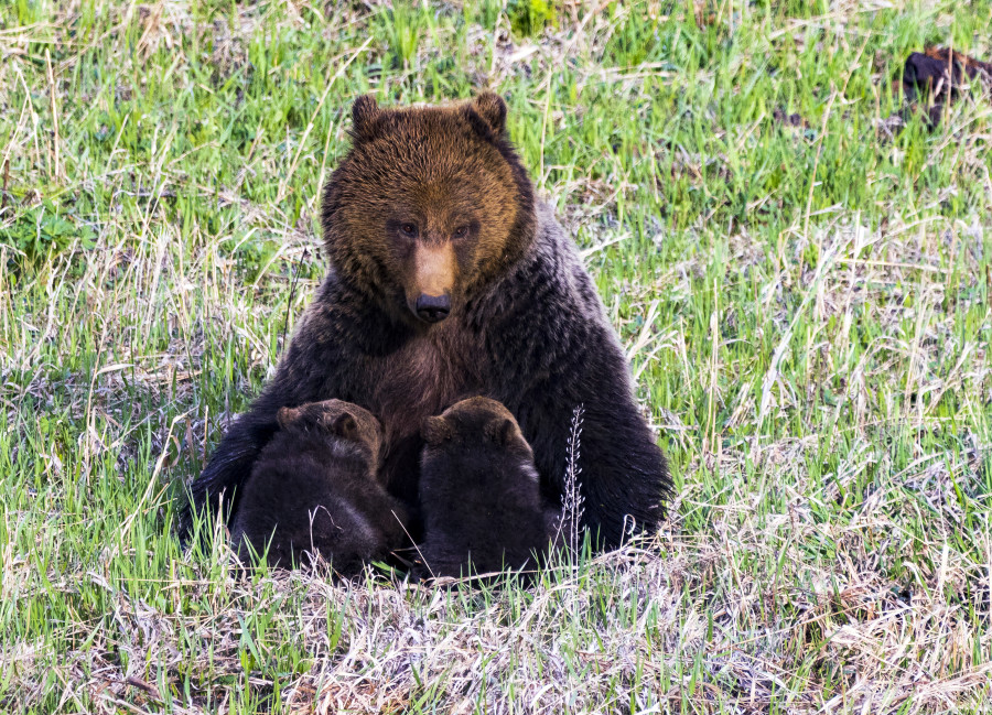 Momma Bear