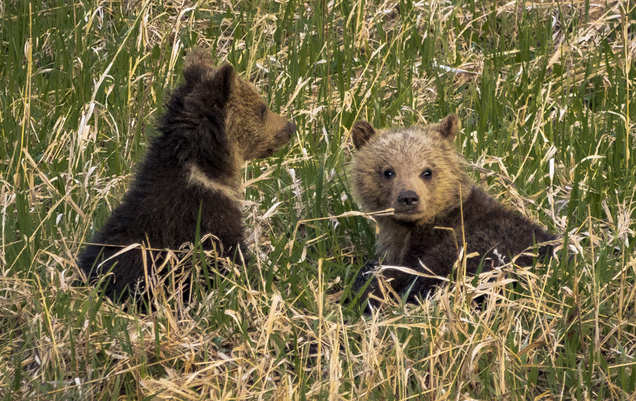 Grizzly bear cubs