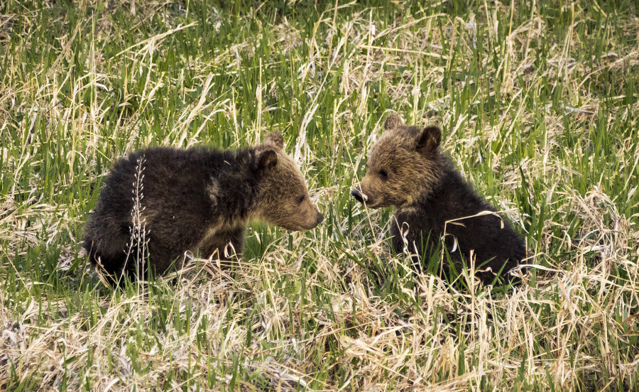 Playful cubs