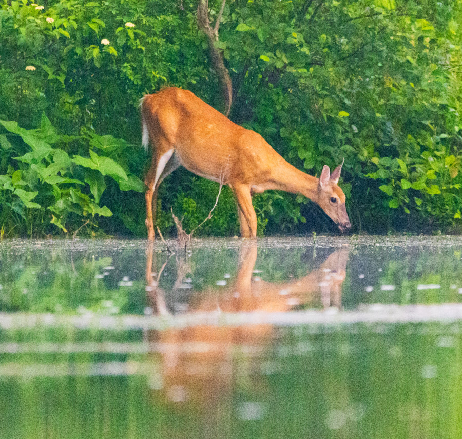 White Tail deer reflects as it takes a drink of water