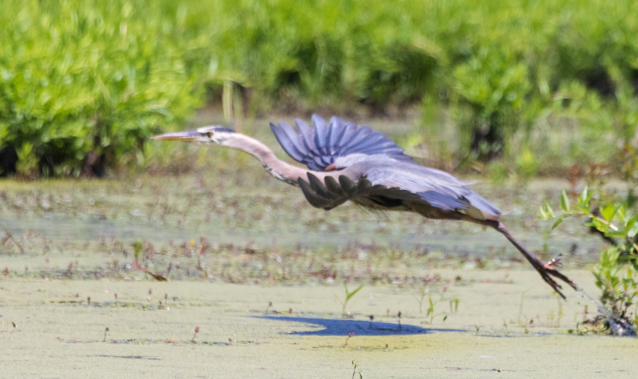 Great Blue Heron