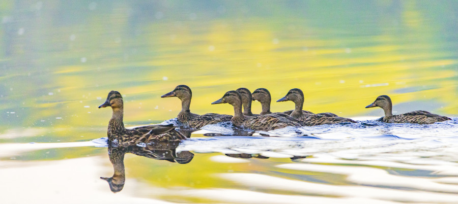 The family ducks